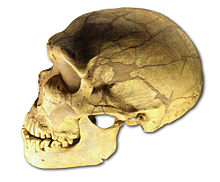 cranio di N